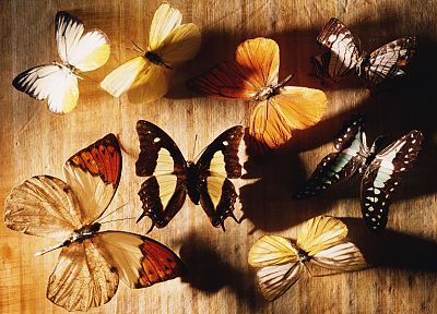 bugs, butterflies - random desktop wallpaper