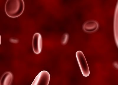 red, blood, anatomy, human body, blood cells, veterinary - duplicate desktop wallpaper