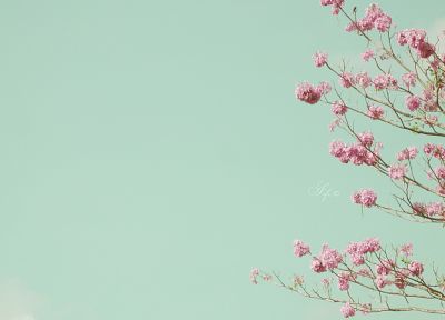 flowers, blossoms - duplicate desktop wallpaper