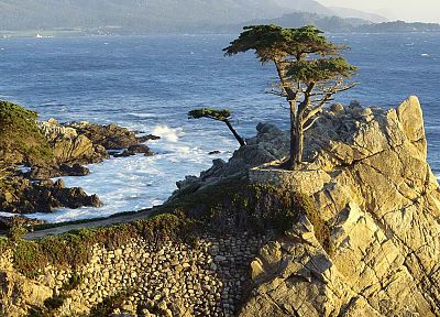 California, cypress, beaches - related desktop wallpaper