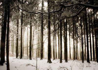 snow, trees, forests - duplicate desktop wallpaper