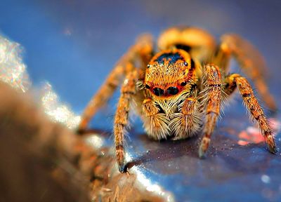 spiders, arachnids - related desktop wallpaper