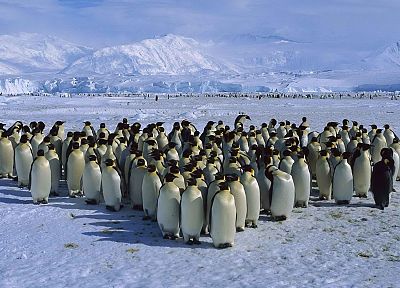 ice, snow, penguins, emperor, capes, Antarctica, sea - desktop wallpaper