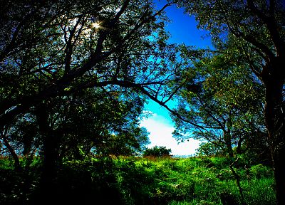 light, green, landscapes, nature, Sun, trees, leaves, grass, outdoors, sunlight, HDR photography, bushes, foliage, branches - desktop wallpaper