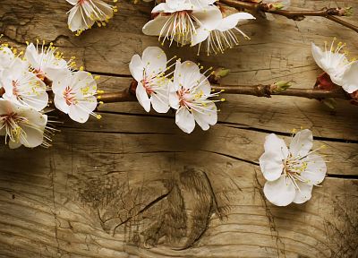 nature, wood, blossoms - desktop wallpaper