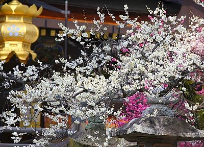 Japan, cherry blossoms, flowers, spring, Asian architecture, japanese lantern - desktop wallpaper