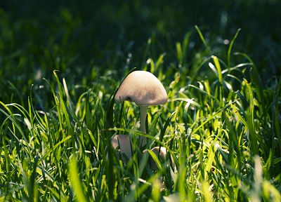 grass, mushrooms - desktop wallpaper