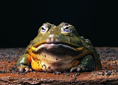 nature, animals, frogs, amphibians, bullfrogs - random desktop wallpaper