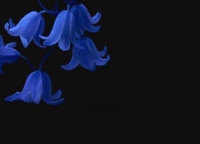flowers, black background, blue flowers - random desktop wallpaper
