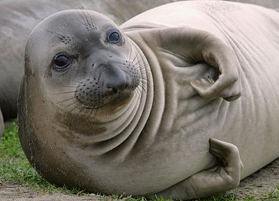 seals, elephant seals - random desktop wallpaper