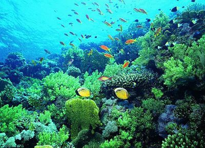 fish, reef, coral, underwater - duplicate desktop wallpaper