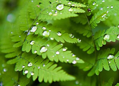 green, nature, leaves, plants, water drops, ferns - desktop wallpaper