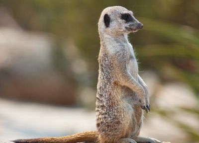 animals, meerkats - random desktop wallpaper