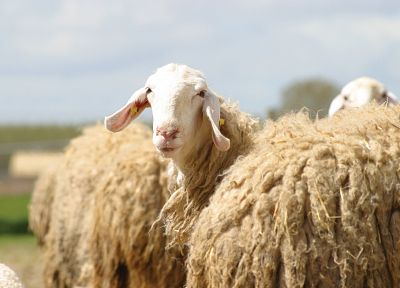 animals, sheep - random desktop wallpaper