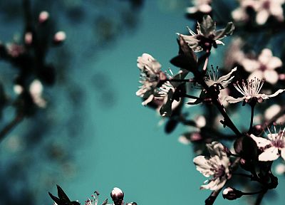 flowers, plants - random desktop wallpaper