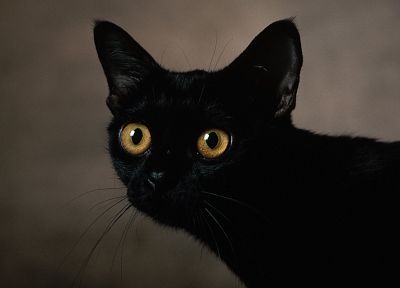 eyes, cats, animals, Black Cat, pets - desktop wallpaper
