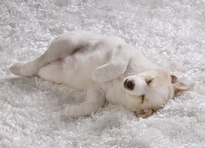 white, animals, dogs, canine, sleeping - random desktop wallpaper