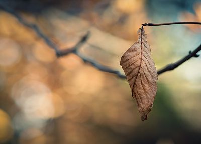 close-up, nature, autumn, leaves, macro, depth of field - desktop wallpaper
