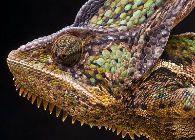 animals, chameleons, lizards - random desktop wallpaper
