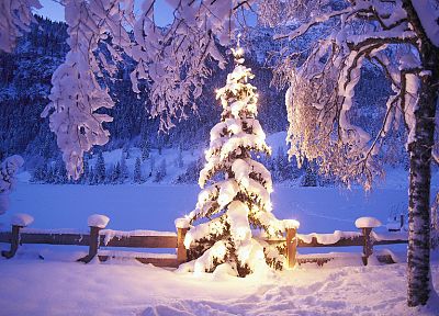 winter, snow, trees, lights, Christmas - newest desktop wallpaper