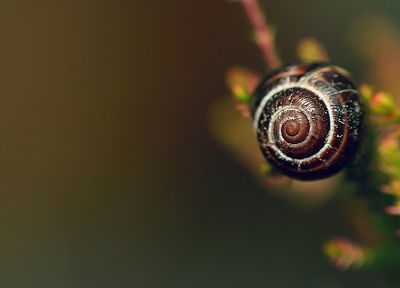 animals, snails, macro - duplicate desktop wallpaper
