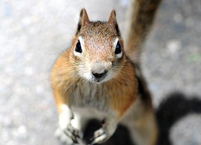 animals, squirrels - duplicate desktop wallpaper