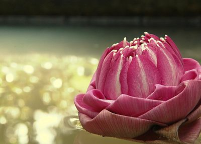 flowers, bokeh, reflections, lotus flower, pink flowers - related desktop wallpaper
