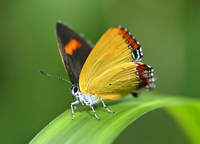 close-up, insects, butterflies - desktop wallpaper