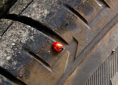 tires, ladybirds - random desktop wallpaper