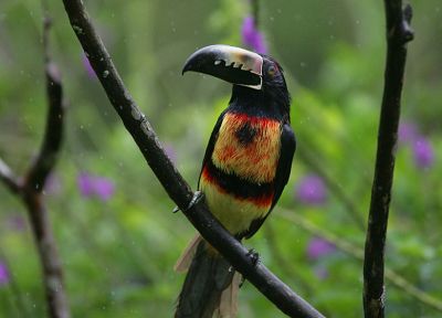 trees, birds, toucans - related desktop wallpaper