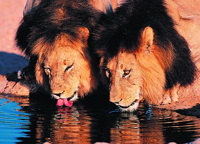 animals, feline, Africa, lions, drinking - duplicate desktop wallpaper
