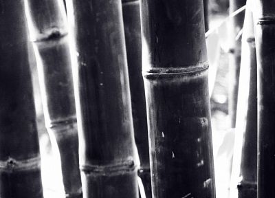 bamboo, negative - random desktop wallpaper