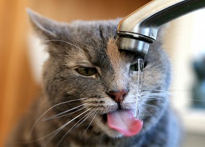cats, animals, tongue, drinking, sinks - desktop wallpaper