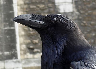 crows, ravens - random desktop wallpaper