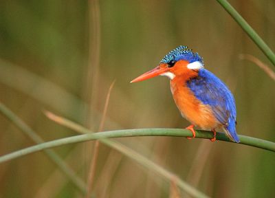 birds, kingfisher - duplicate desktop wallpaper