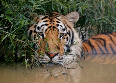 animals, tigers - duplicate desktop wallpaper