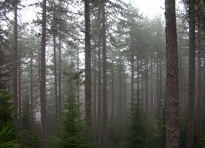 trees, forests, fog, mist - random desktop wallpaper