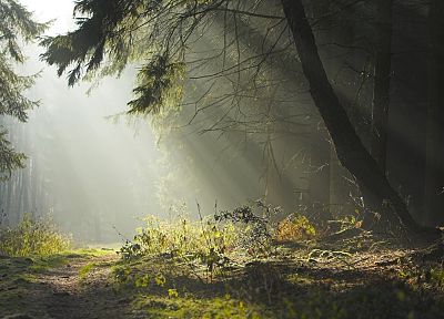 landscapes, trees, forests, paths, sunlight - related desktop wallpaper