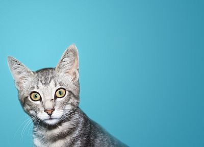 cats, animals - random desktop wallpaper
