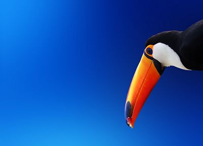 blue, birds, animals, blue background, toucans - desktop wallpaper