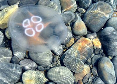 stones, jellyfish, TagNotAllowedTooSubjective - desktop wallpaper