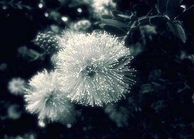 nature, flowers, monochrome - random desktop wallpaper