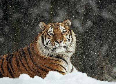 snow, animals, tigers - duplicate desktop wallpaper