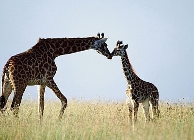 nature, animals, giraffes, baby animals - random desktop wallpaper