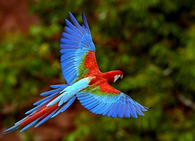 multicolor, birds, parrots, Scarlet Macaws, Macaw - desktop wallpaper