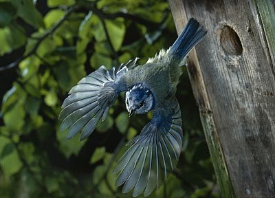 birds, flight, starling - desktop wallpaper
