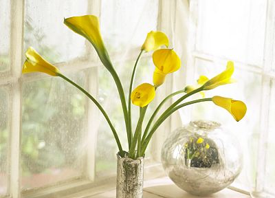 flowers, lilies, vases, yellow flowers - desktop wallpaper