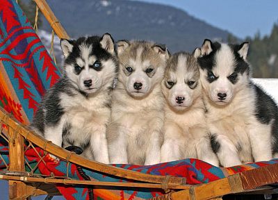 animals, dogs, puppies, husky - random desktop wallpaper