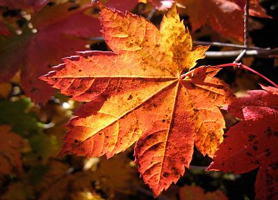 nature, leaf, autumn, leaves, plants, maple leaf - duplicate desktop wallpaper
