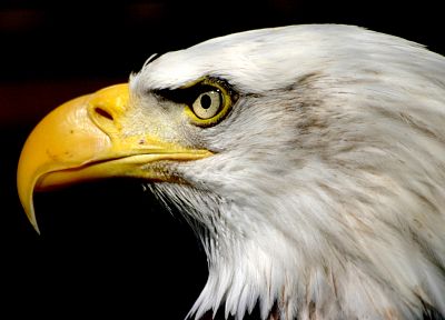 birds, animals, eagles, bald eagles - random desktop wallpaper